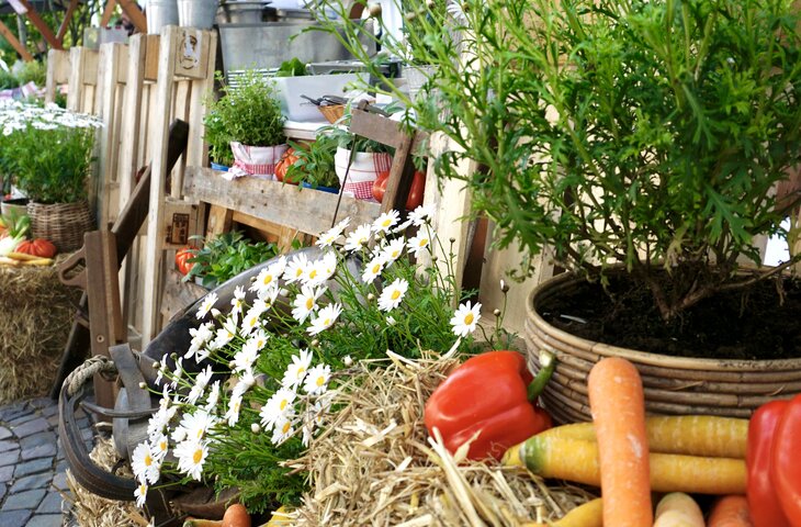 Blumen, Pflanzen und Gemüse beim Sommerfest im Hotel Deimann