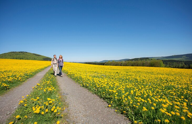 Ein Pärchen läuft neben einem blühenden Feld voller gelber Blumen