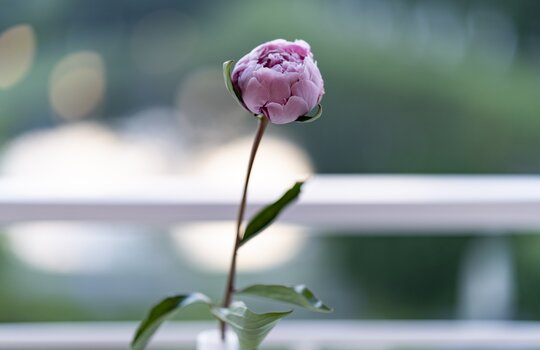 Eine Nahaufnahme einer lilanen Blume 