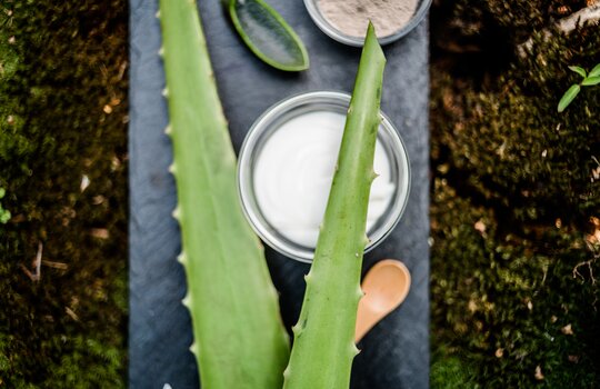 Zwei Blätter Aloe Vera und Schälchen für eine Spabehandlung