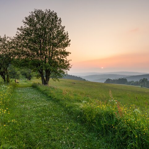 Blick in die Landschaft und auf einen Baum