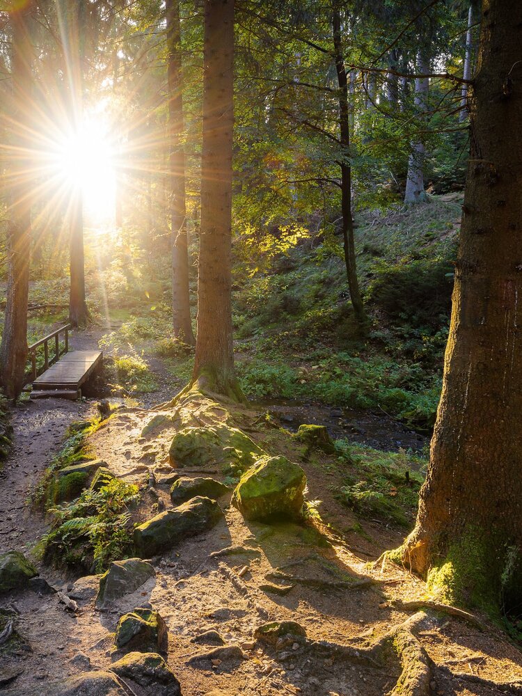 Waldweg im Sauerland