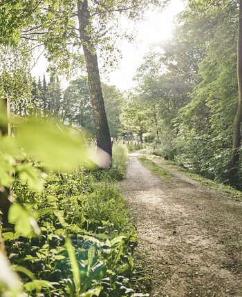 Waldweg im Sauerland