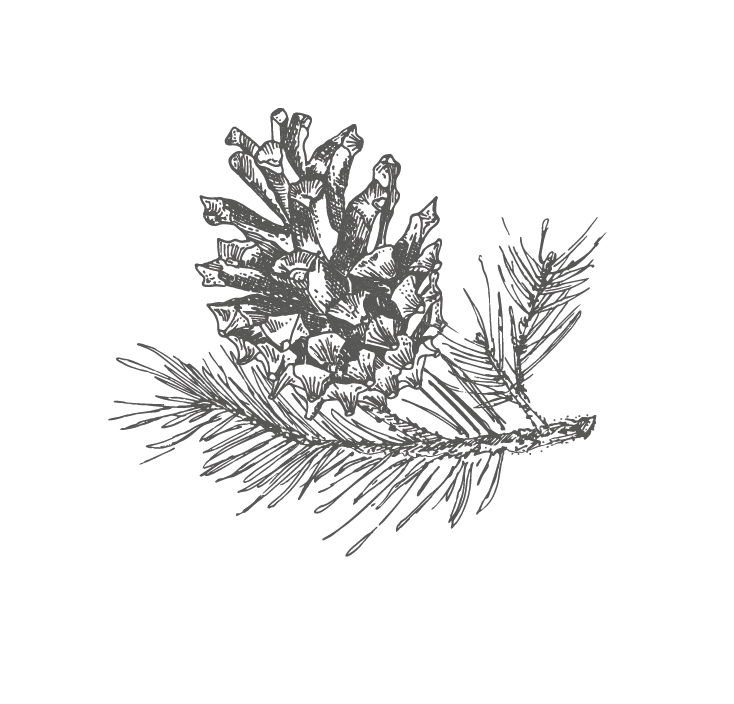 Gezeichnete Tannenzapfen