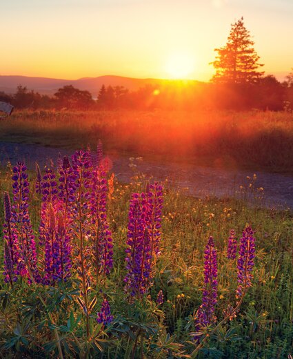 Blumenwiese im Sauerland