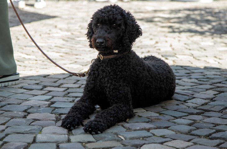 Hund genießt den Schatten auf dem Sommerfest des 5 Sterne Hotels im Sauerland