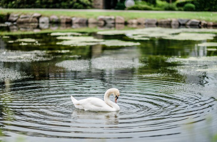 Schwan auf dem Teich im Hotel Deimann